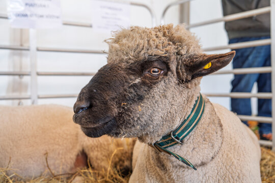 A close-up shot captures a pedigree Valais Blacknose sheep, showcasing its unique features at an agricultural show in the United Kingdom. The sheep is lying on straw in.