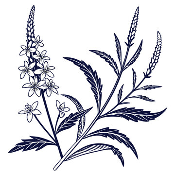  blue vervain with leaves