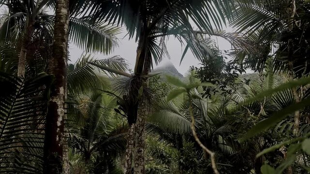 Misty mountain peak framed by palm trees in El Yunque rainforest Puerto Rico