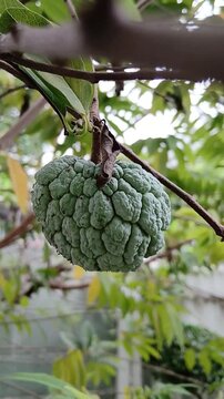 Custard Apple Fruit Growing on Tree