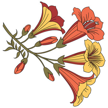  bignonia colorful on white background