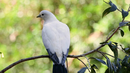 Fototapeta premium Pied Imperial Pigeon Perched on a Branch in a Tropical Forest
