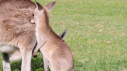 Close-up of a Young Kangaroo Joey Nuzzling Its Mother in Green Grass © blueringmedia