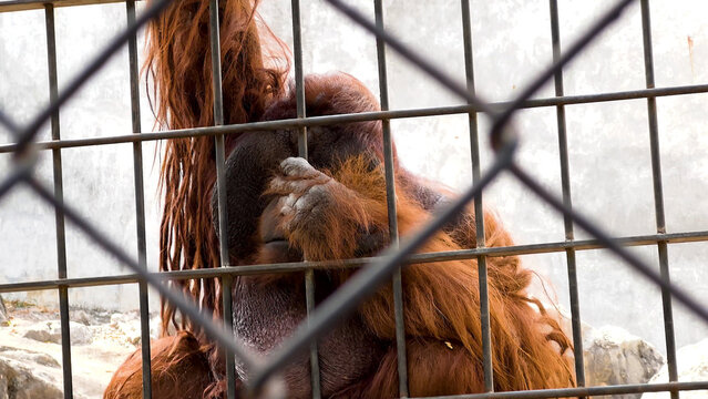Captive orangutan hiding its face behind a metal fence at a zoo