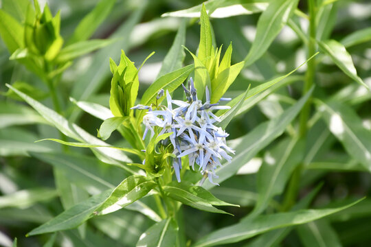 ヤナギチョウジソウ　Blue dogbane