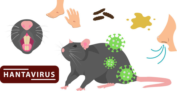 Set of hantavirus transmission illustrations with rodents, infection spread, medical prevention, healthcare education, disease awareness, and flat color UI vector elements.