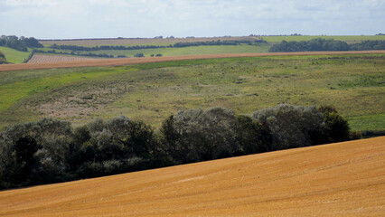 Fototapeta premium Rolling Green and Golden Agricultural Fields in West Sussex Countryside
