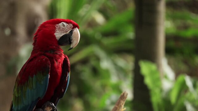 Close up red Macaw parrots portrait in Caribbean tropical forest. Playa del Carmen, Quintana Roo, Mexico. Borneo island fauna. Wild birds in natural habitat. Big beak parrot in wildlife, Indonesia