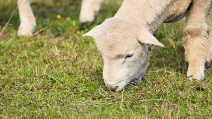 Close Up of a Wiltipoll Sheep Grazing on Green Grass in New Zealand © blueringmedia