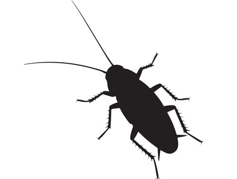 Cockroach Silhouette for Pest Control Services and Extermination Branding
