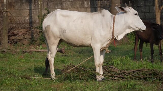 Indian cow