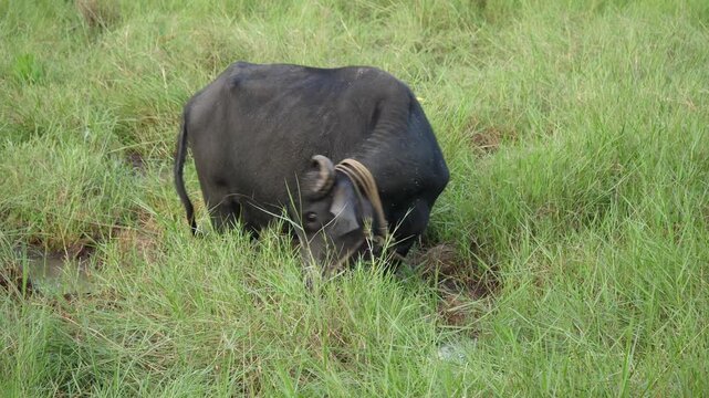 water buffalo