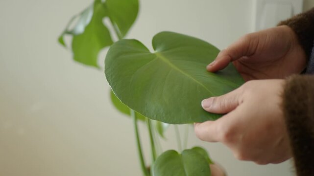 Person shows a large green leaf in indoor space