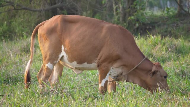 Indian bull