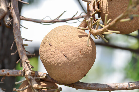 Couroupita guianensis, Dipterocarpaceae or Religiosa or Sakhuwan or Sal or Sal of India or Sal Tree or Sala or Shal or Shorea robusta with fruit