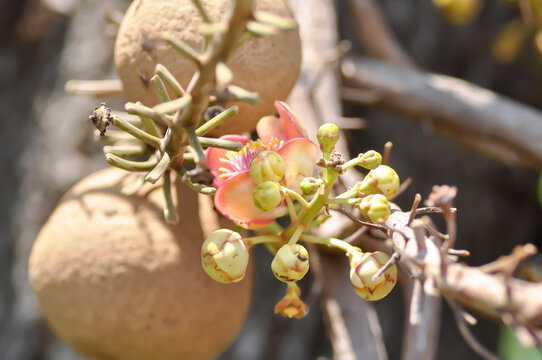 Couroupita guianensis, Dipterocarpaceae or Religiosa or Sakhuwan or Sal or Sal of India or Sal Tree or Sala or Shal or Shorea robusta with fruit and flower