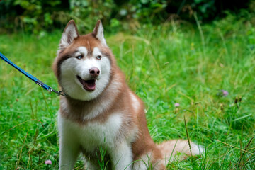 A beautiful Siberian husky sits in a lush green park, its fur shining in the sunlight while it smiles happily and enjoys the warm day © aapsky