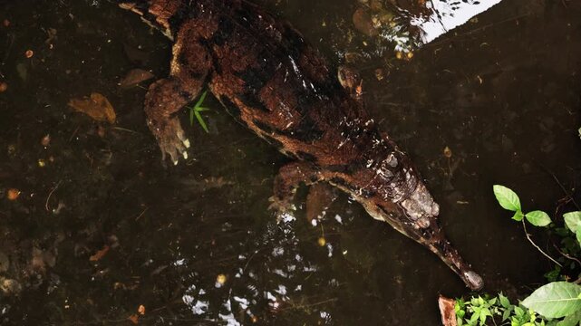 Freshwater crocodile swimming in the Barron River near Kuranda on a sunny day, north queen island, Australia. Closeup dangerous crocodile hiding have rest underwater before hunting. Wildlife of Africa