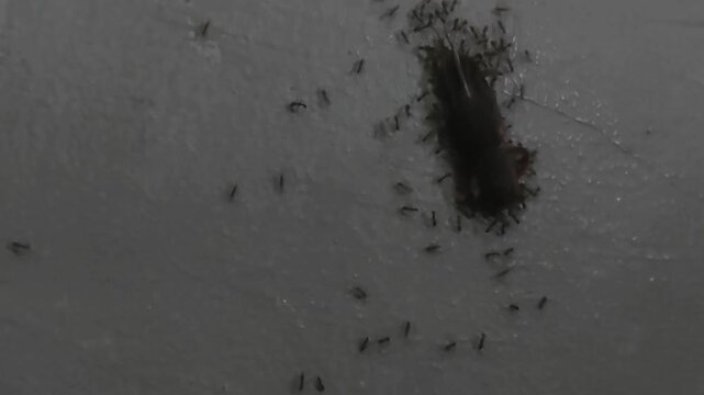 Ants Carrying Dead Mole Cricket (Gryllotalpa sp.) Close Up Natural Behavior
