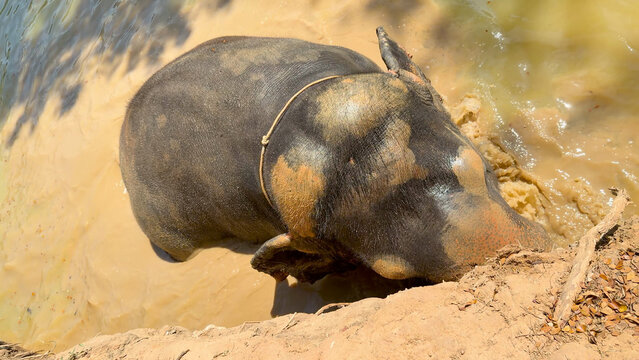 High Angle View of an Asian Elephant Bathing in Muddy Water