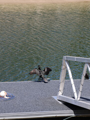 Fototapeta premium Black Cormorant Spreading Wings on a Dock Beside Rippling Water