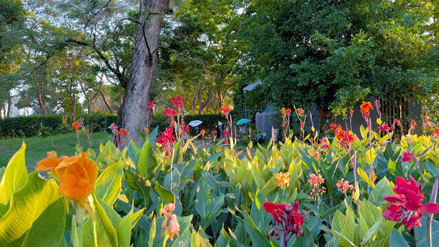 Vibrant Orange and Red Canna Lilies in Benjakitti Park Bangkok
