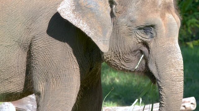 Asian Elephant Eating Grass in Sunny Outdoor Enclosure at Australia Zoo