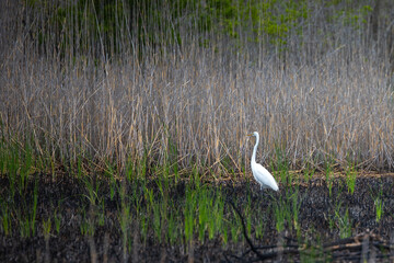 Fototapeta premium White heron in the marsh