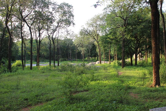 The forest in Chittoor needs to be protected in India. Photo: October 4, 2010