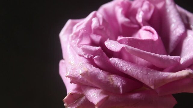close up of a pink garden rose with water splashes on a black background.