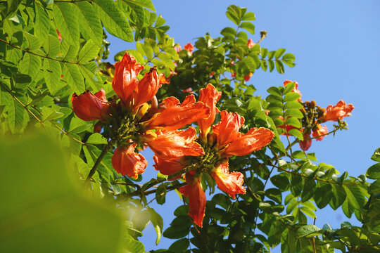 Beautiful Spathodea flowers, African tulip tree. Spathodea campanulata. among green leaves and other blue sky background.