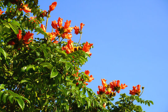 Beautiful Spathodea flowers, African tulip tree. Spathodea campanulata. among green leaves and other blue sky background.