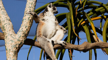 Ring-tailed lemur sitting on a tree branch in a zoo environment © blueringmedia
