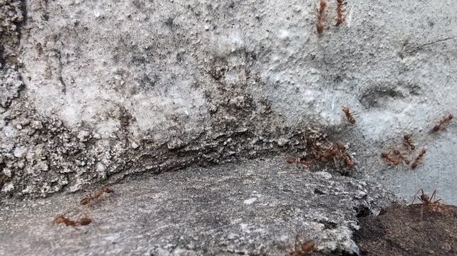 a group of red ants actively moving and interacting on the rough surface of a gray concrete wall