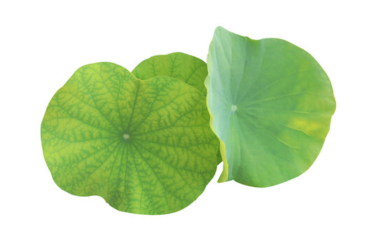 Close up green leaf of lotus or water lily tree isolated on transparent background. Top view of green leaves bush.	