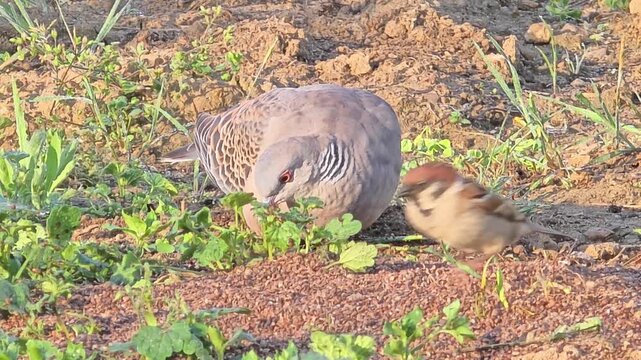 
Oriental Turtle Dove Foraging on Rapeseed Residue in a Garden
텃밭에서 유채겨를 먹는 멧비둘기의 먹이 활동  #002

 