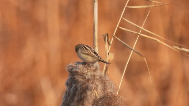 Close-up of a small streaked brown bird perching on a fluffy cattail in a wetland against a warm golden autumnal background.