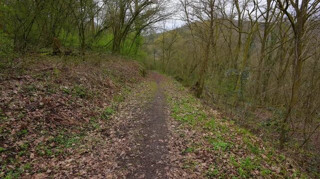 Wald am Ohrsberg, Eberbach, Ohrsberg, Nekar, Odenwald, Baden- W&uuml;rttemberg, Deutschland
