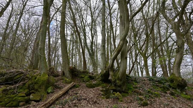 Wald am Ohrsberg, Eberbach, Ohrsberg, Nekar, Odenwald, Baden- W&uuml;rttemberg, Deutschland