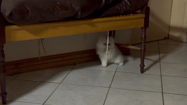 A Persian kitten sitting under a chair.