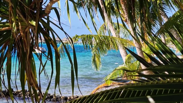 Bora Bora Island Tropical Lush. French Polynesia. Turquoise Lagoon and Luxury Resort Behind Palm Trees