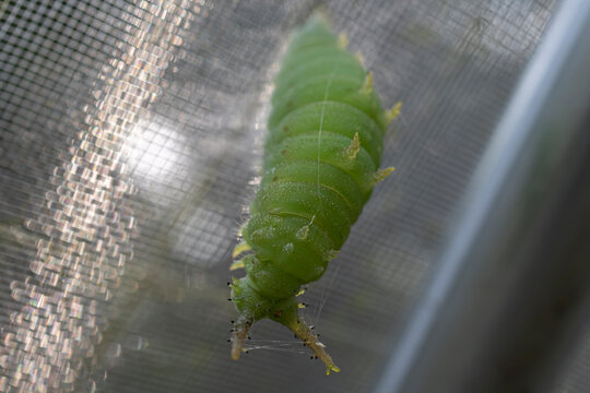 さなぎになるために糸を張っている最中のオオムラサキの幼虫