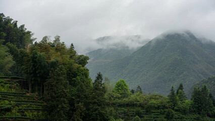 Fototapeta premium Misty green mountains with terraced tea plantations and dense forests in a serene rural landscape