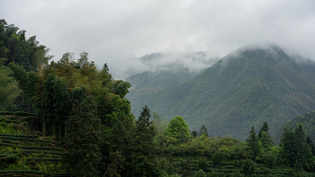 Misty green mountains with terraced tea plantations and dense forests in a serene rural landscape