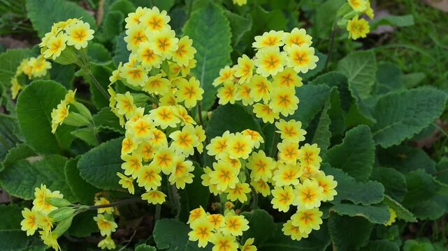 Blumen in einer Parkanlage in Bad Orb, Spessart, Hessen, Deutschland