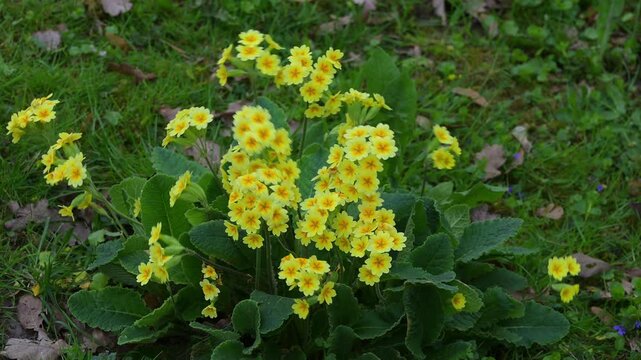 Blumen in einer Parkanlage in Bad Orb, Spessart, Hessen, Deutschland