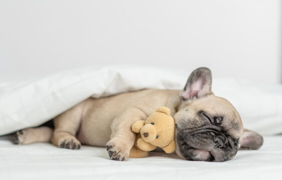 Cute French bulldog puppy sleeps with toy bear under warm blanket on a bed at home