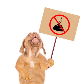Mastiff puppy holds sign "no dog poop" and looking up on empty space. Concept cleaning up dog droppings. Isolated on white background