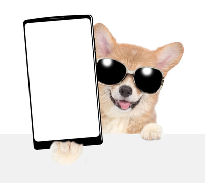 Funny Corgi puppy wearing sunglasses holds big smartphone with white blank screen in it paw above blank white banner. isolated on white background