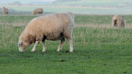 Fototapeta premium Sheep Grazing in a Lush Green Pasture in Melbourne Australia